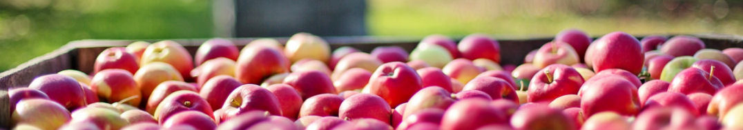 Herbst