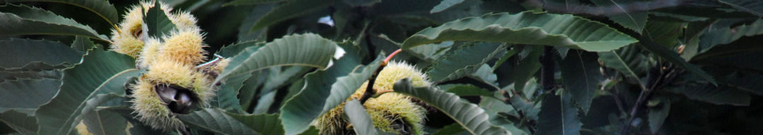 Herbst