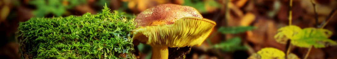 Herbst