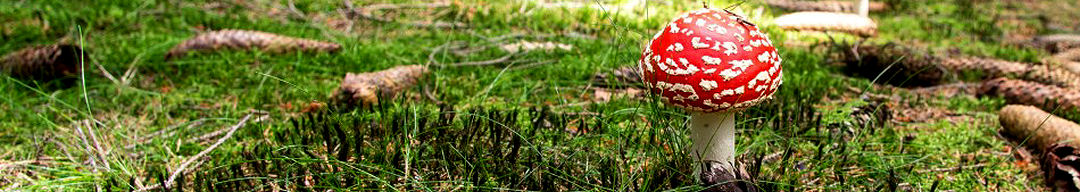 Herbst