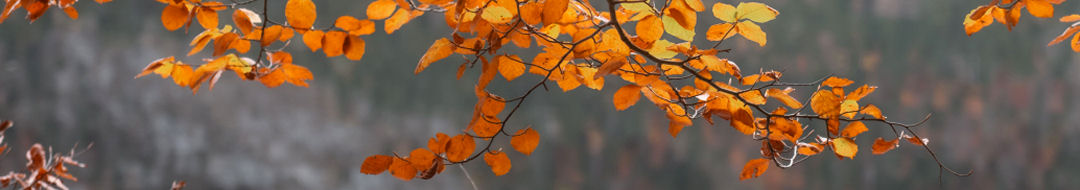 Herbst