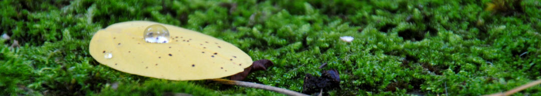 Herbst