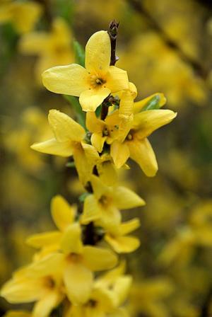 Forsythien