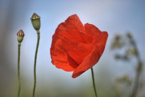Klatschmohn