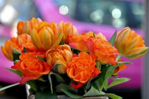 Orangene Schönheiten