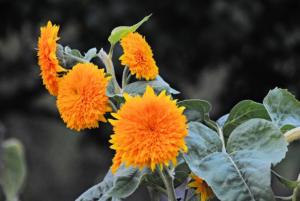 Sonnenblumen
