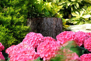 Stärke und Zartheit