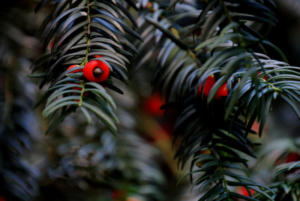 Überlebenskünstler