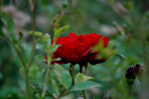 Versteckte Schönheit